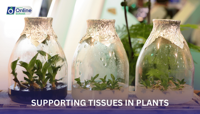 Lesson 17: Supporting Tissues in Plants